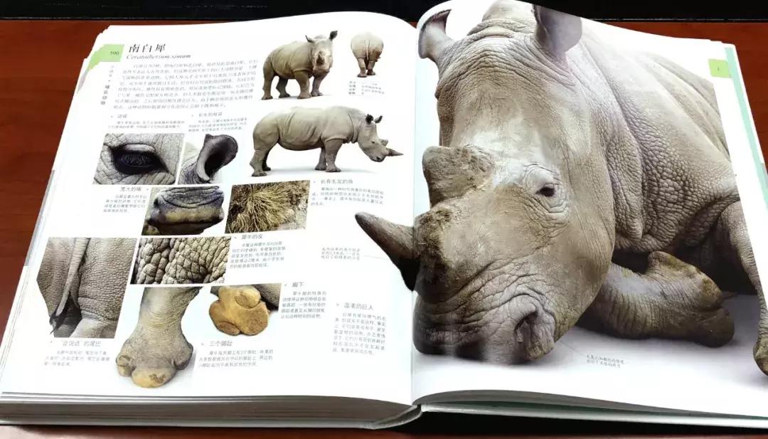 被封神的DK儿童科普书籍，到底哪些值得读？建议家长入手前看这篇