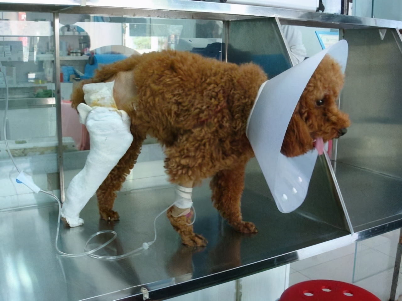 小型泰迪犬突然轻轻发抖,泰迪狗嗷呜叫的声音