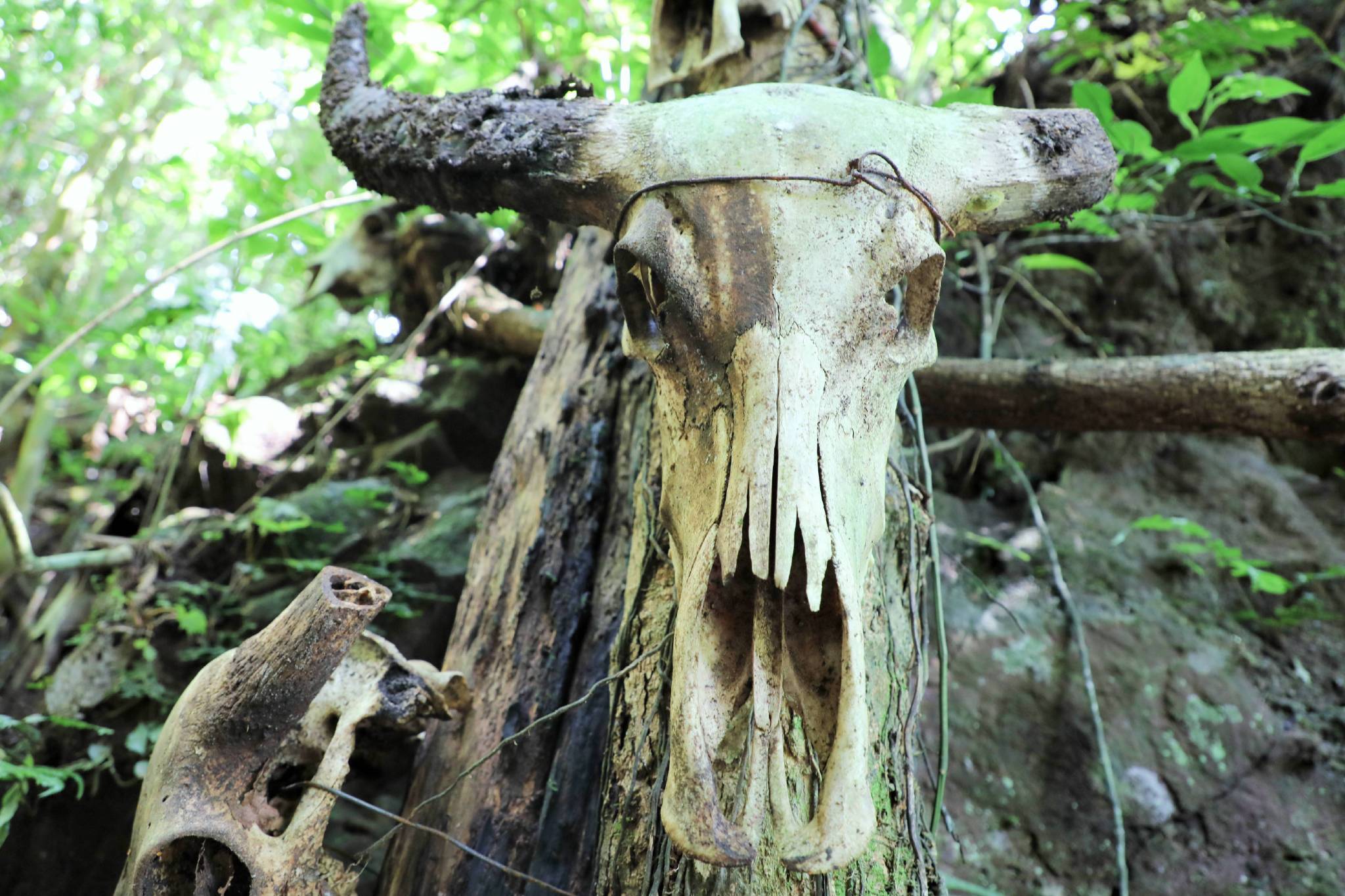 建国后佤族延续人头祭祀，毛主席问：能用猴头吗？佤族头人：不能
