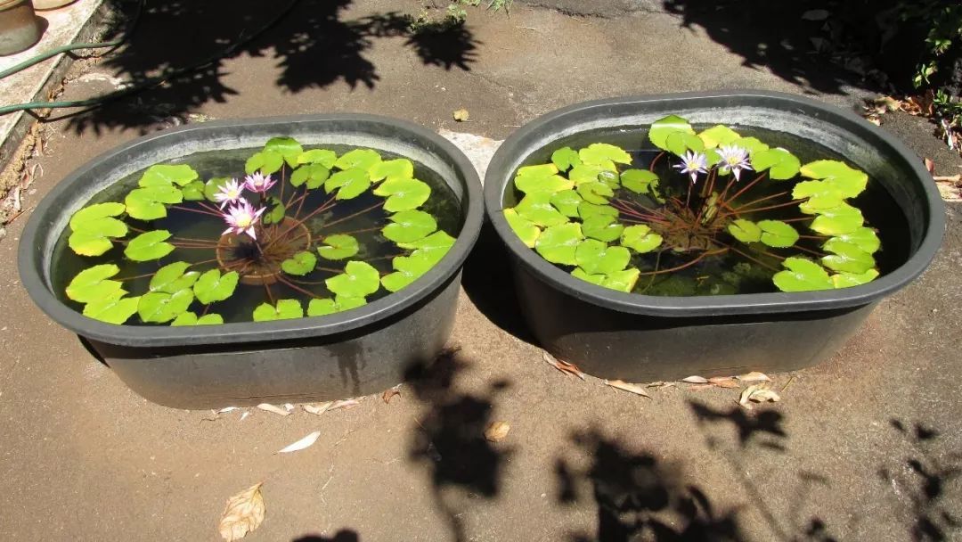 睡莲怎么养才能开花大,睡莲怎么养才容易开花
