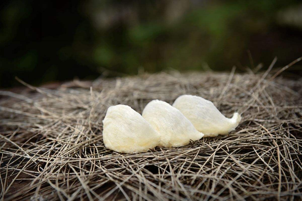 哪种燕子燕窝营养价值高,燕窝到底是燕子的什么食物