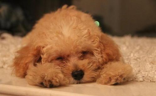 卷毛泰迪怎么打理,泰迪掉毛一块一块的怎么回事