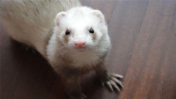 宠物貂可以活多少年,宠物貂能活多少年