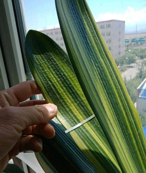 家养君子兰注意事项和养护,新人养君子兰注意事项