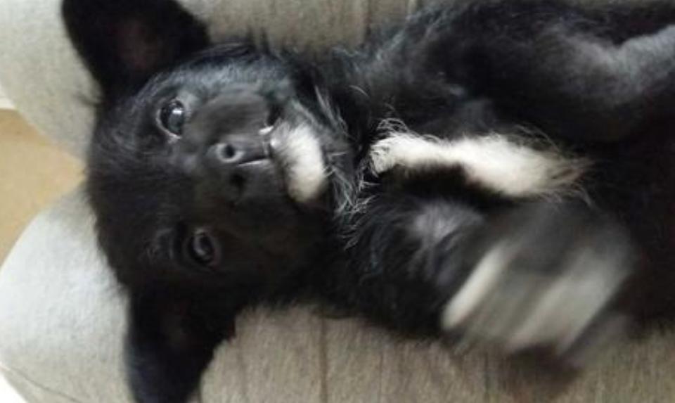 狗狗为什么会长“白毛”？这些原因铲屎官要懂