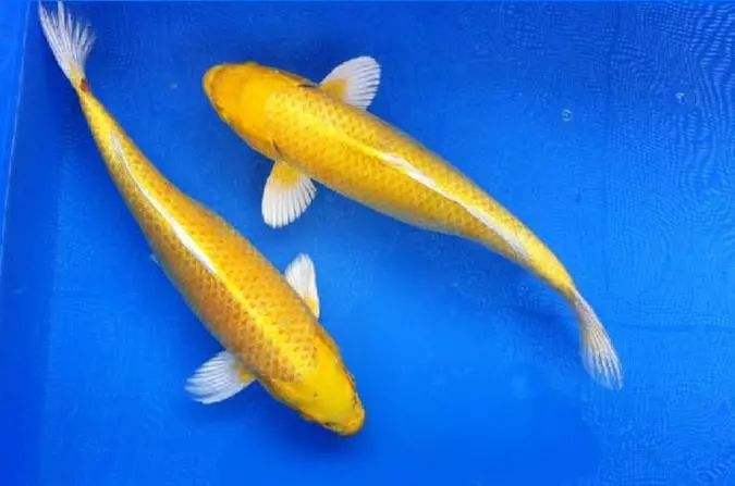 养观赏鱼小知识大全,养观赏鱼知识大全