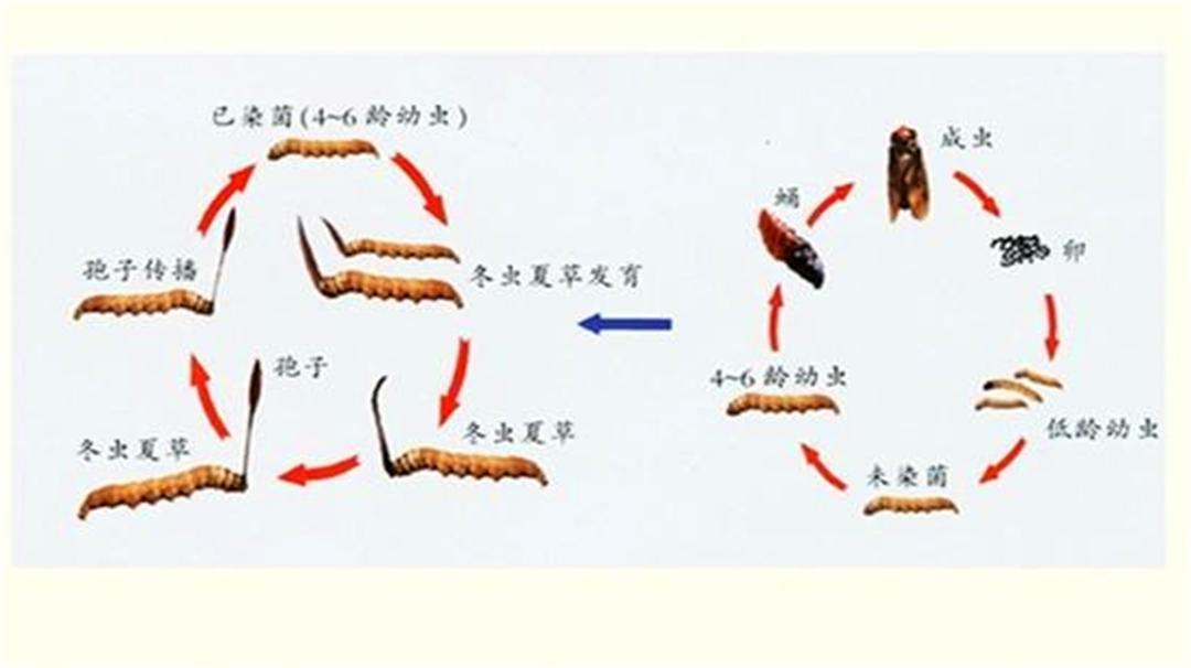 野生的冬虫夏草最便宜1克多少钱,冬虫夏草1克多少钱