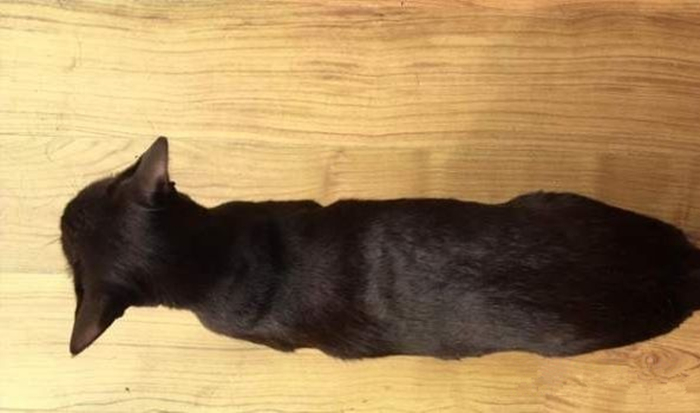 猫咪腹部不大就一定是猫传腹吗,猫咪腹部下垂但是身体很瘦