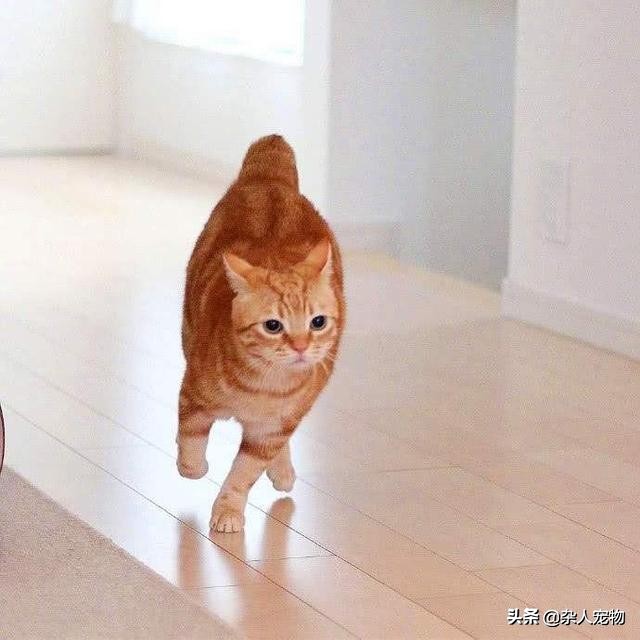 流浪猫怎么和狗和睦相处,流浪猫和流浪狗是怎么出现