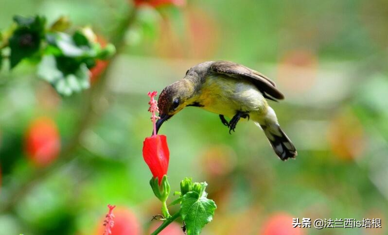 鸟嘴和人嘴有何不同,鸟喙和鸟嘴一样吗