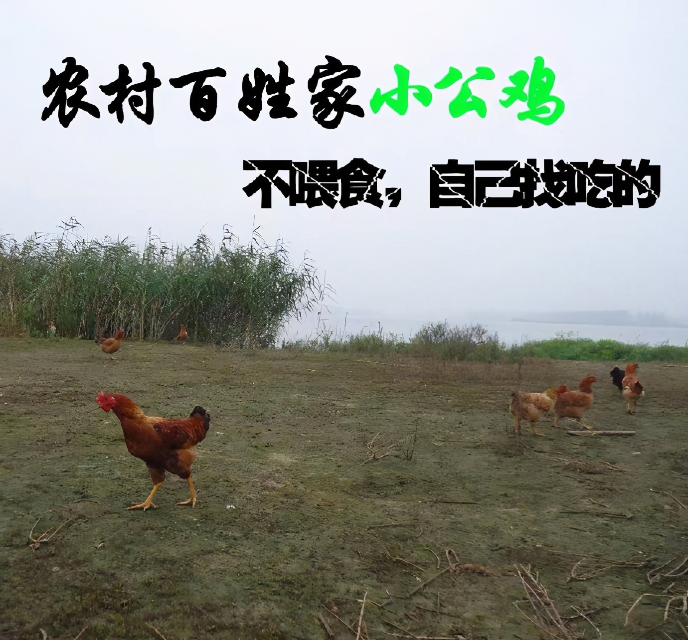 看了无数文案集,还是写不过淘宝体