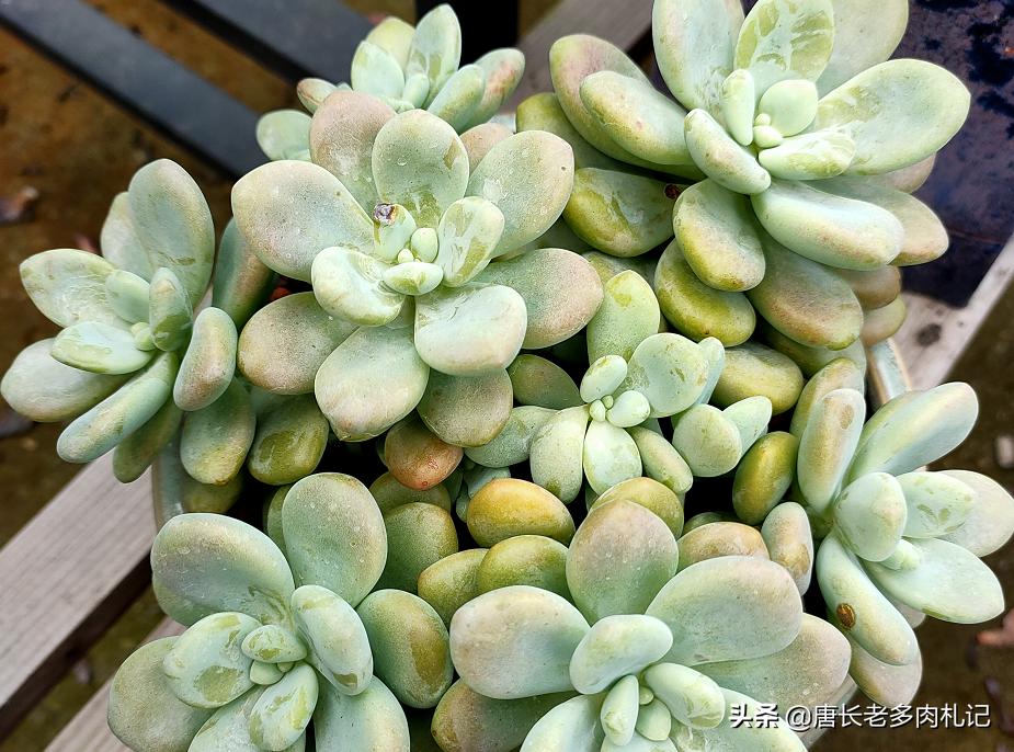 多肉疯长要怎么处理,多肉长了好多虫子喷什么药