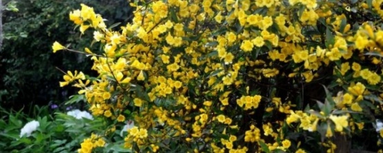 法国香水茉莉花夏天怎么养,法国香水吊兰怎么养