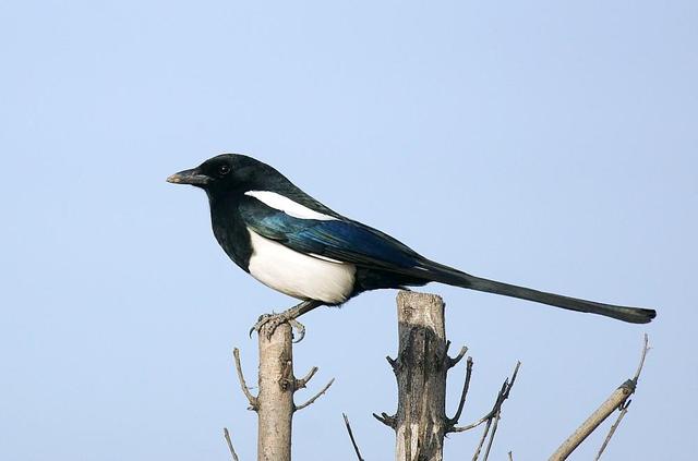 100个搞笑冷知识动物,奇葩动物冷知识你都知道哪几个