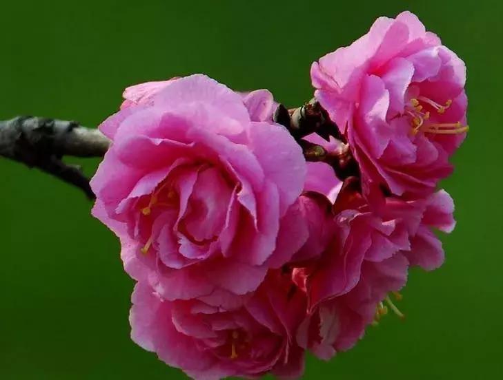 这些梅花真是美不胜收,所有梅花类型