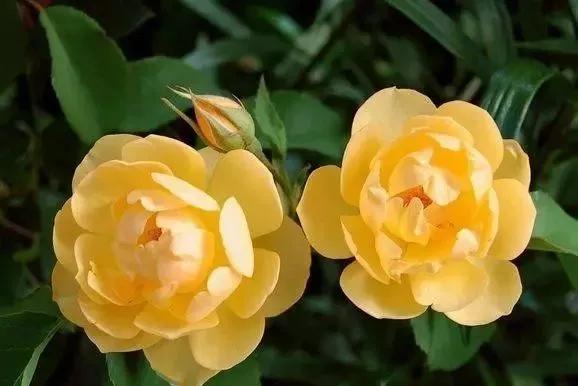 100种玫瑰花品种大全,玫瑰花有哪些品种大全