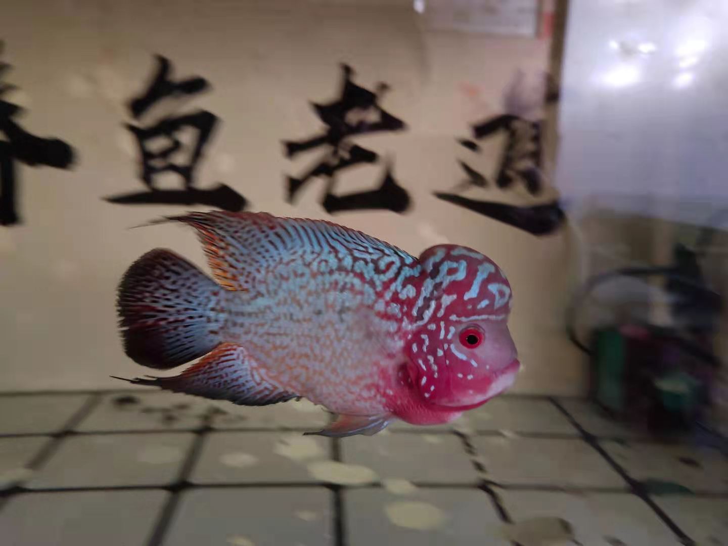 多大的鱼缸才能让锦鲤正常成长,怎么判断鱼缸适合养多大的鱼