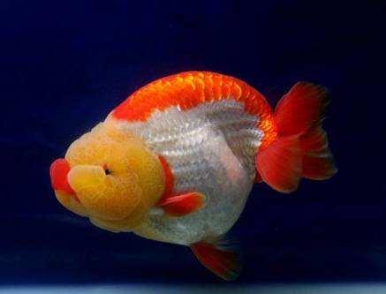 哪种金鱼最好养还可以长大,哪种金鱼最容易养活个头小