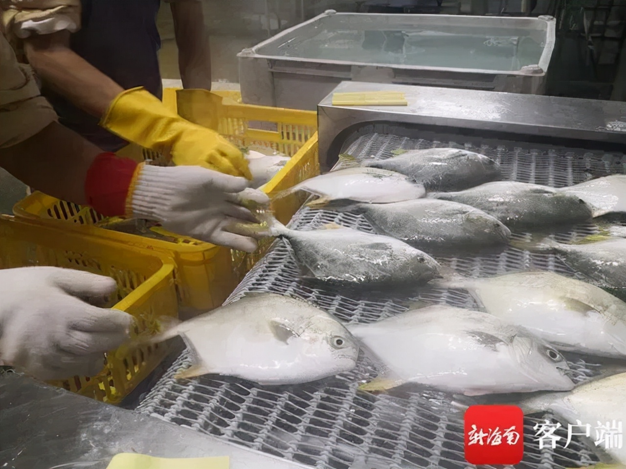 瓒呴矞鍐诲搧澶ч噺鐜拌揣渚涘簲,搴撳瓨閫熷喕鏋滆敩璐ф簮鍏呰冻