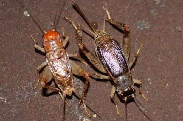 地下害虫的防治方法有哪些,地下害虫怎么防治视频