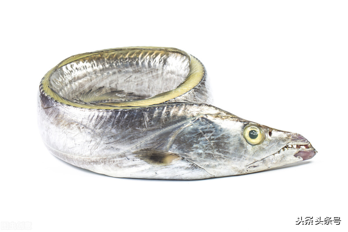 司机被迫吃生带鱼考验我们有关方面怎样把好事情办好