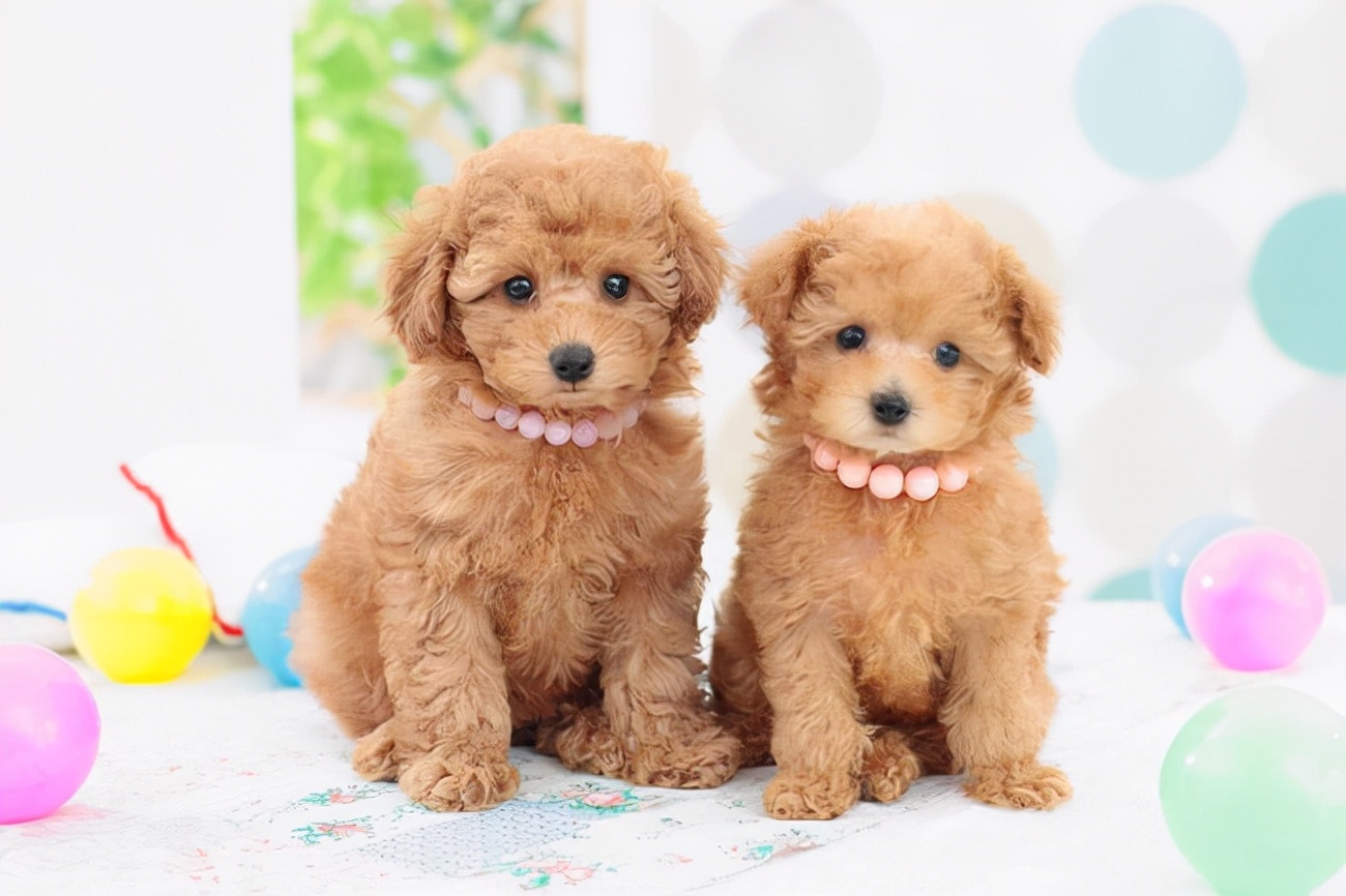 贵宾犬不吃饭怎么回事呀,贵宾犬不吃不喝