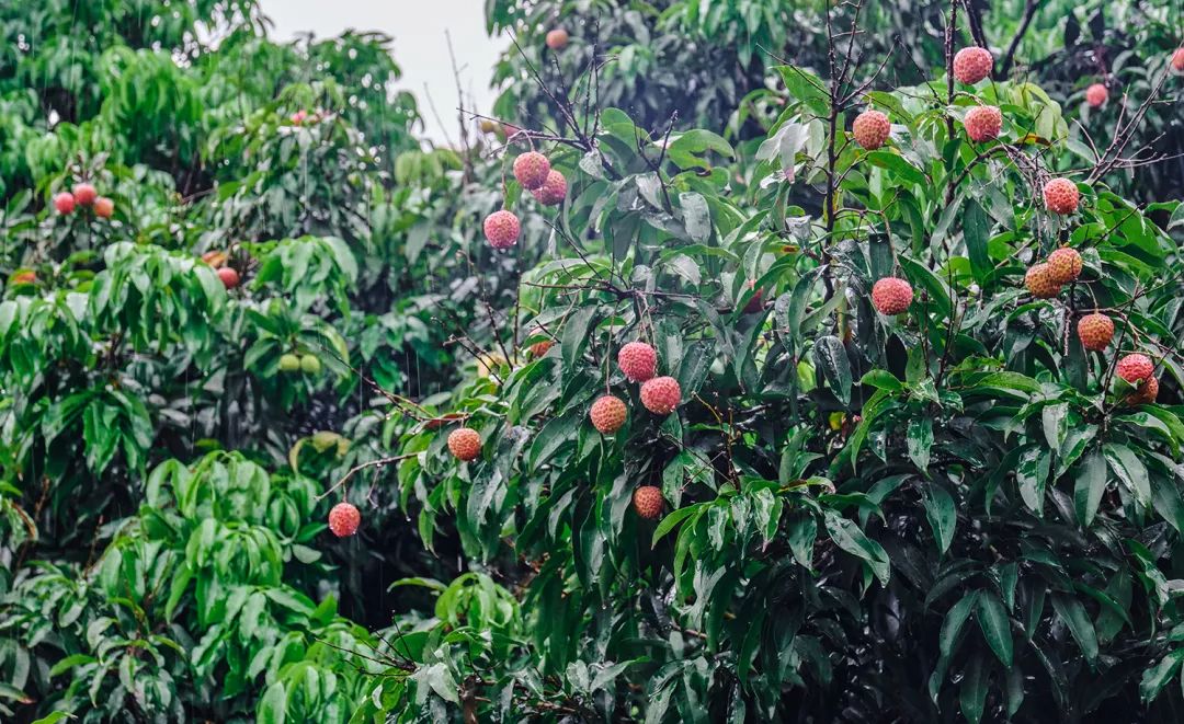 哪里叫南油,南油地铁站