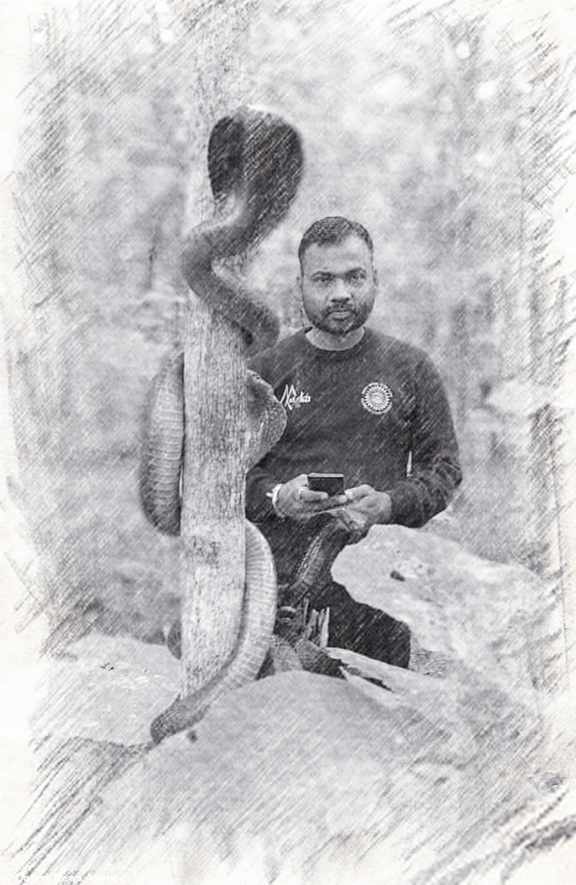 为什么抓到眼镜王蛇要放生,最大眼镜王蛇放生