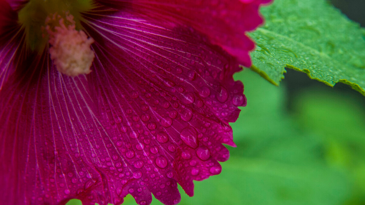 关于蜀葵的诗词名句,蜀葵经典诗词