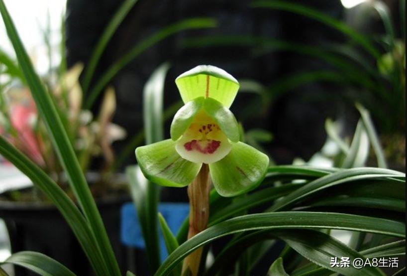 每日一品中国兰花春兰,每日一品完整视频