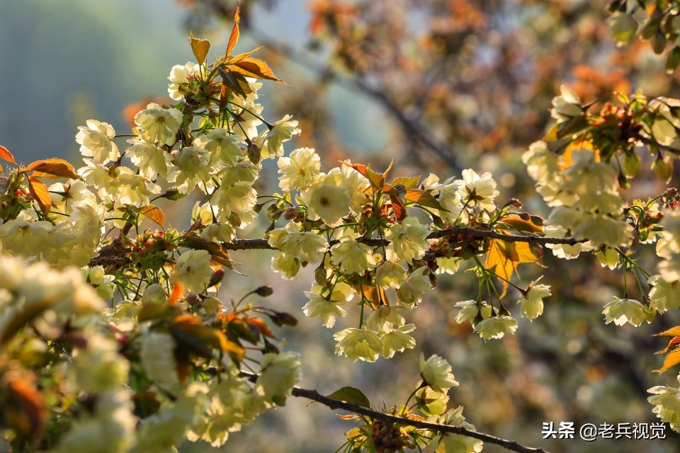 浪漫樱花校园,浪漫樱花视频