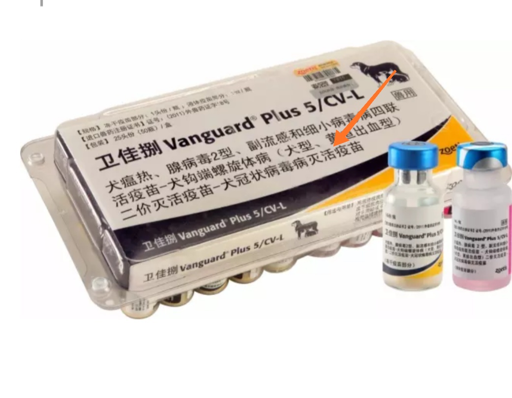 狗狗打疫苗期间吃了感冒药有事吗,狗狗打疫苗期间生病