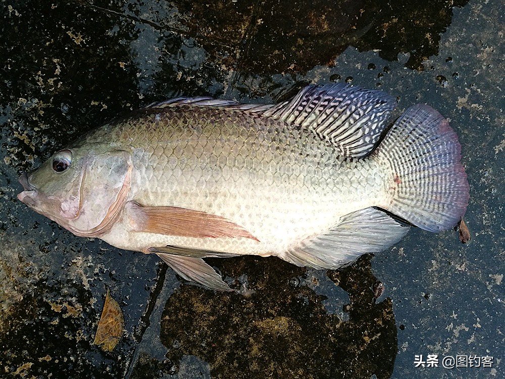 淡水中的汽水鱼,淡水汽水鱼有哪些