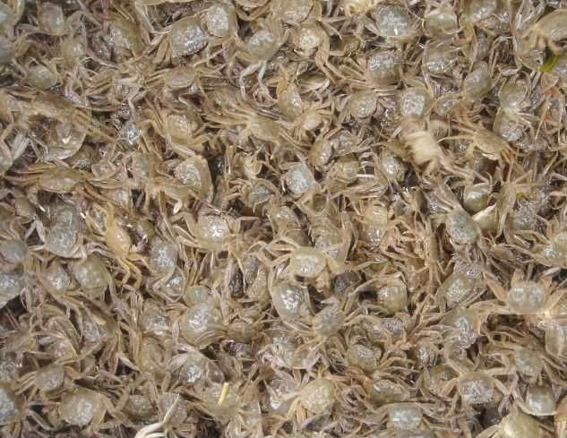 河蟹病害防控及渔药使用,河蟹病怎么治