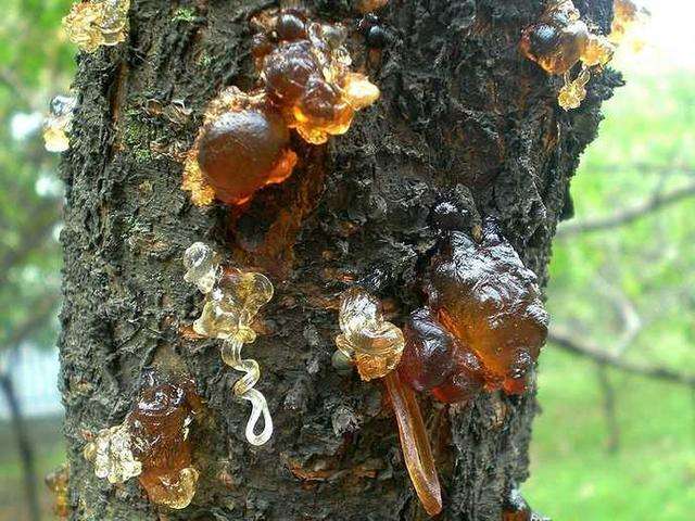 桃主要病虫害识别及解决方案（三）