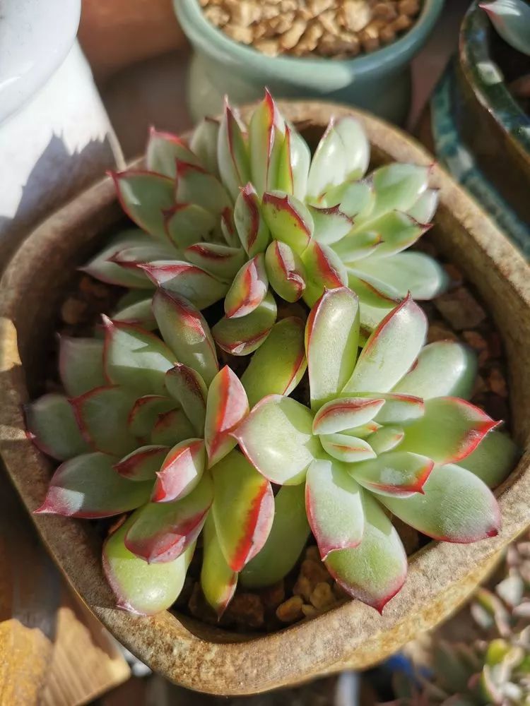 适合北方阳台党养的多肉,适合养在北阳台的多肉