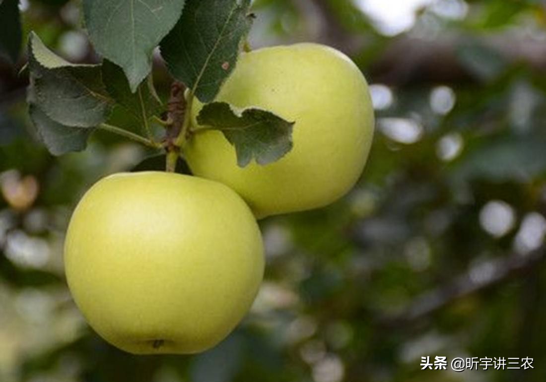 苹果树修剪一个人一天能修剪多少,大苹果树落叶修剪还是落叶前修剪