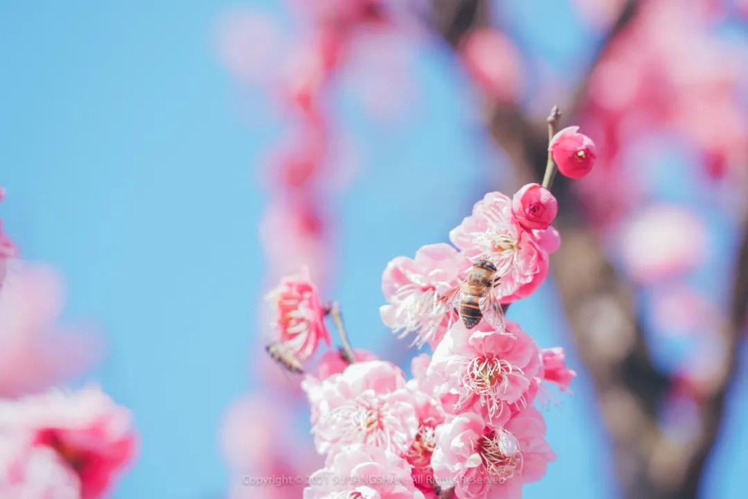 南京赏梅花的绝佳位置,南京赏梅花的最佳地方