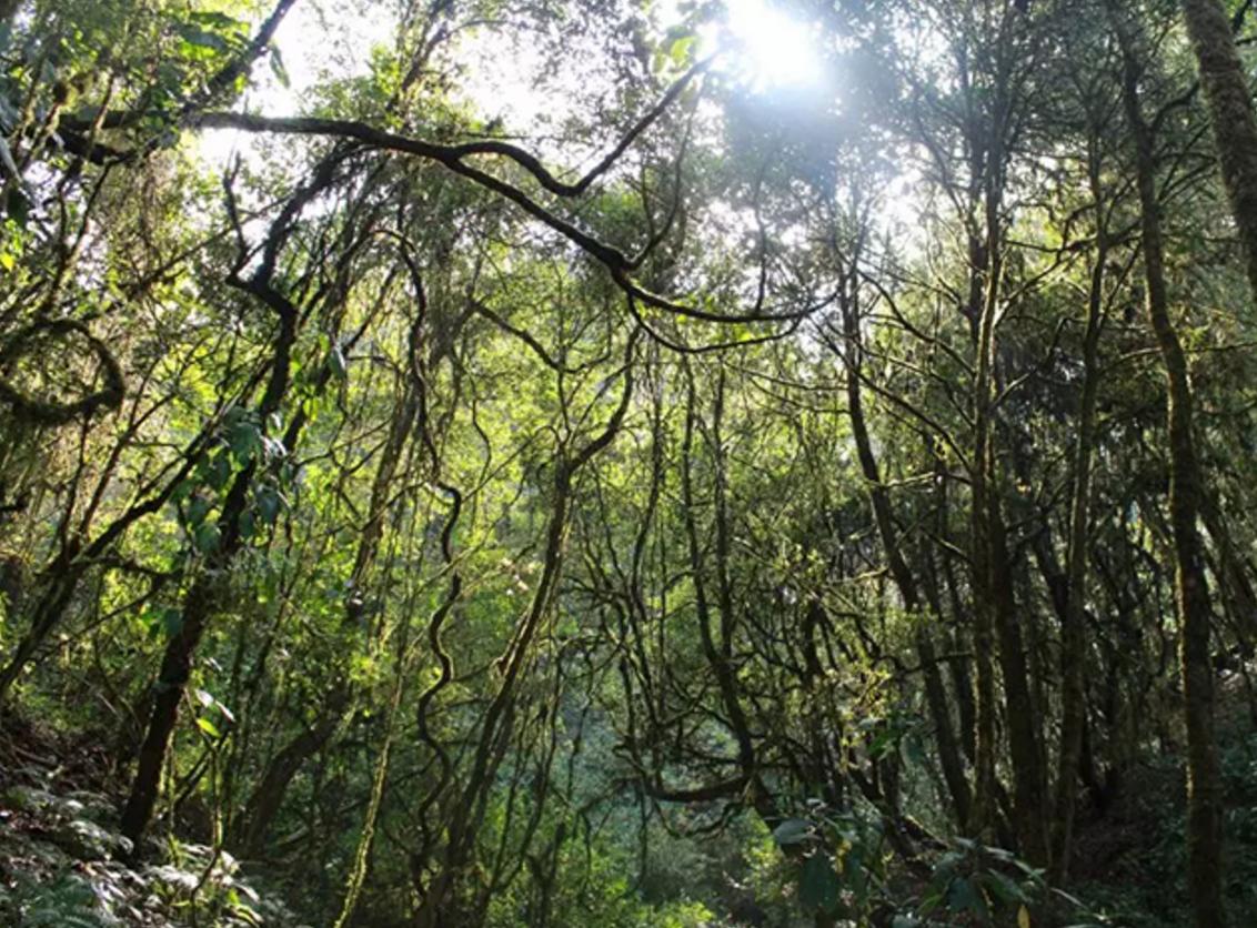 古代说的广东瘴气是什么,古代说的瘴气是什么