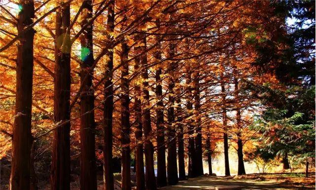 博山红叶谷门票优惠活动,博山十大免费红叶谷