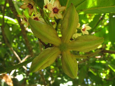 可乐能长在树上吗,可乐是树上长的吗