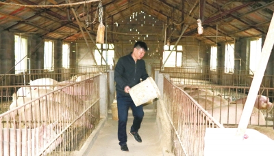 养猪的生态种养循环模式,养猪鸡种养结合新模式可行报告