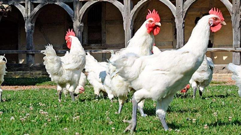 神户牛肉蓝鳍金枪鱼,神户牛