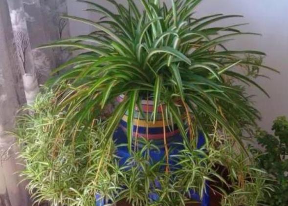 吊兰，是喜阴还是向阳，很多人弄错了，难怪总爱黄叶