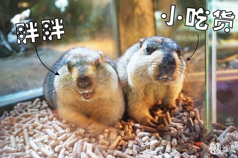 儿童玩的遛娃好去处,有动物的溜娃好去处