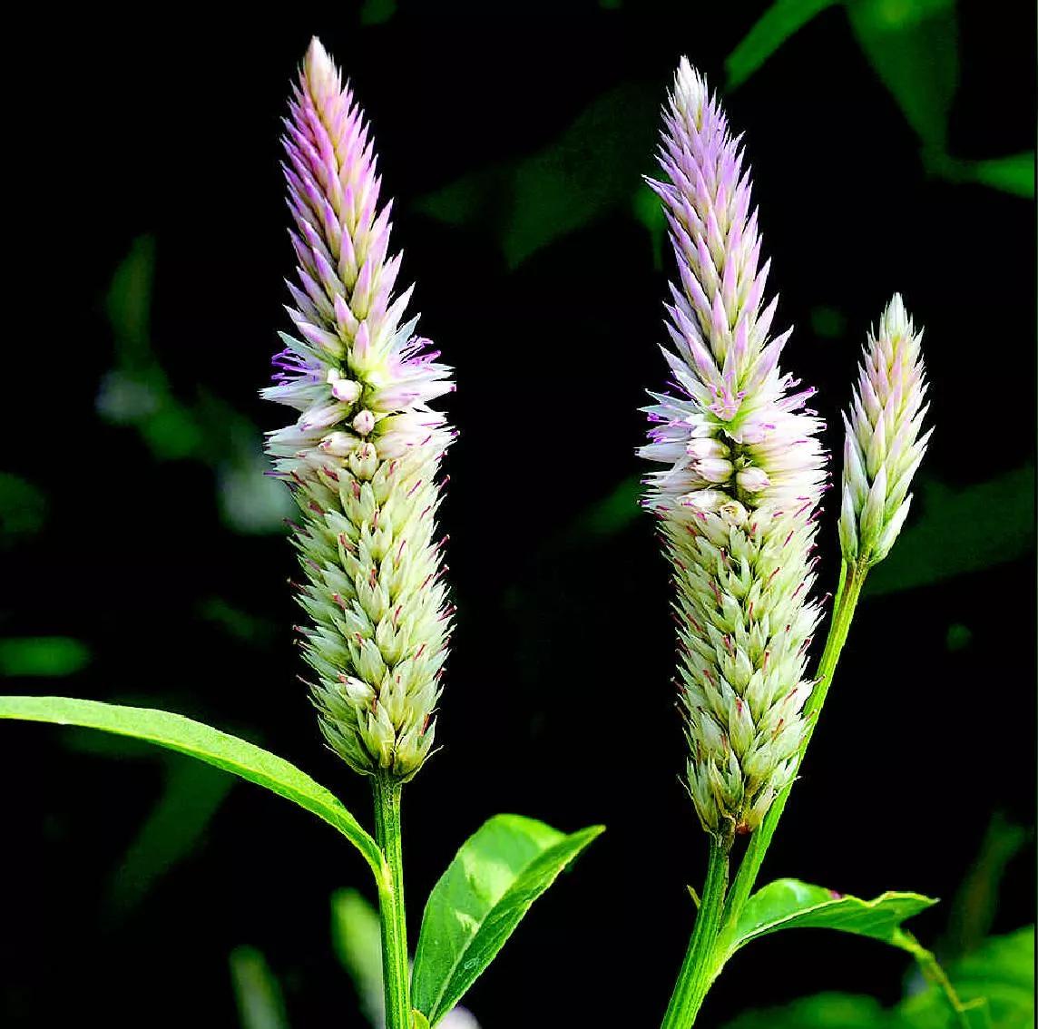 每天认识一味中药青葙子,青葙子药材图片