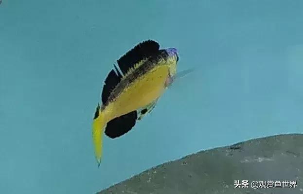 梦想的三湖世界持续建设中……方位:中国天津