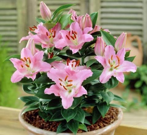 百合花开花期怎么管理,百合花开花时如何管理