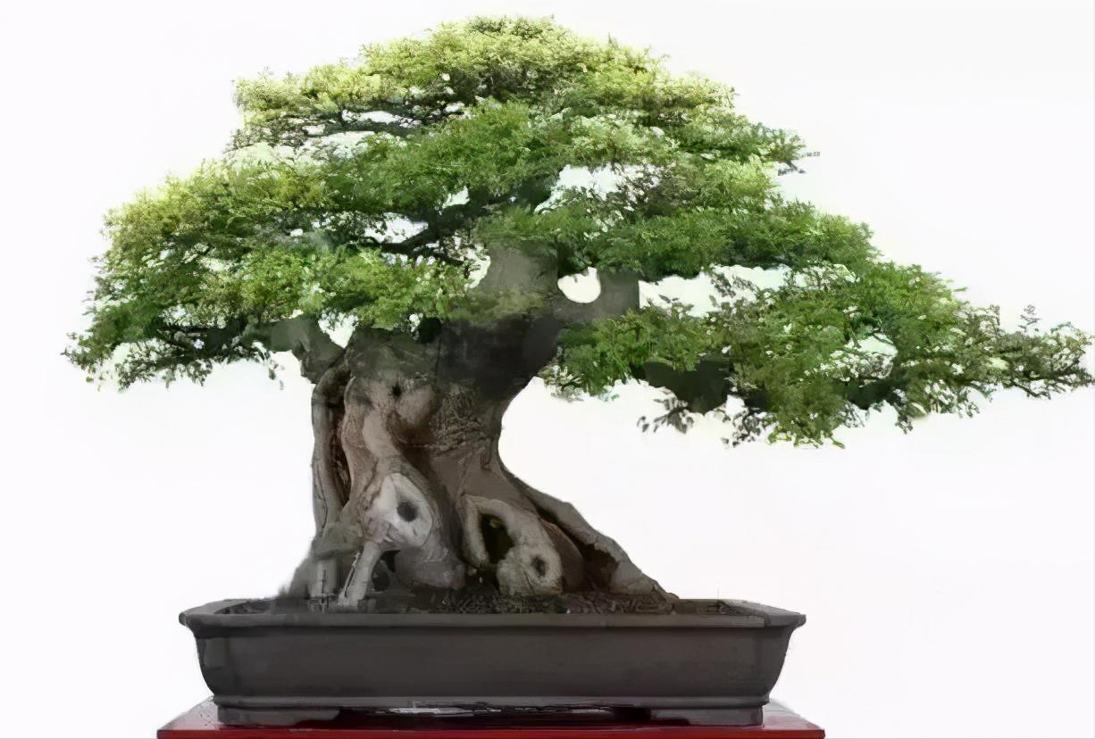 朴树下山桩上盆后如何裁枝,朴树适合种什么盆景