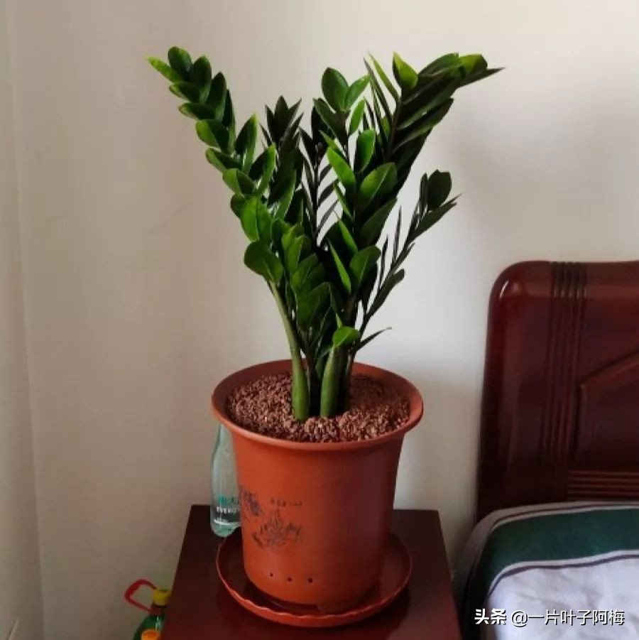 5个植物最招财,能开花又好养的植物又有寓意